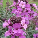 Erysimum sp.'Bowles Mauve' fleur